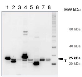 western blot using anti-Lhcb1 antibody